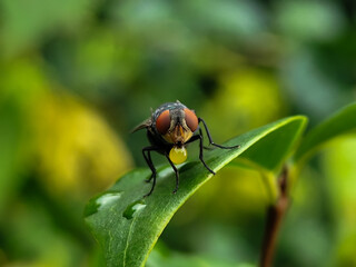 A fly with red eyes and thin wings perched on fresh green leaves, emitting yellow liquid from its mouth. This type is often seen flying in kitchens, cages, trash cans, etc. Natural blurry background.