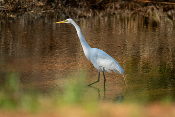 Snowy White Egret in the Marsh