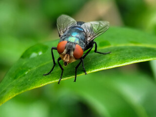 Flies with red eyes and thin wings perched on fresh green leaves after rain, with natural blur background. This type is often seen flying in kitchens, cages, trash cans, etc.