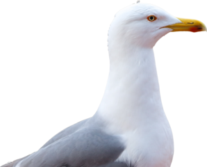 seagull, gull, wildlife, feather, bird, beak, sea, ocean, birds, seabird, wing, beach, feathers, wild, water, white, animal, nature, eye, blue, isolated, grey, larus argentatus, portrait, close-up, 