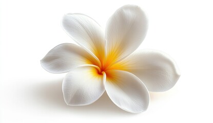 Naklejka premium Elegant white flower with yellow center on a soft white background, perfect for nature and beauty themes