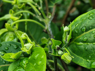 Memories for the name of the Ylang-ylang flower, the yellow flower petals smell good, look fresh after the rain. Close up of Dwarf Ylang-Ylang flower.