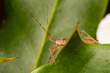 Punaise Nagusta goedelii sur une feuille dans son environnement naturel