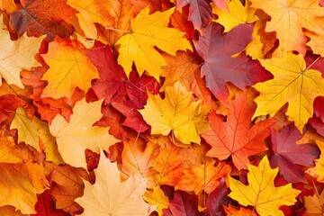 Colorful autumn leaves on ground in vibrant display