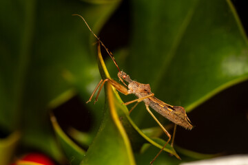 Punaise Nagusta goedelii sur une feuille dans son environnement naturel