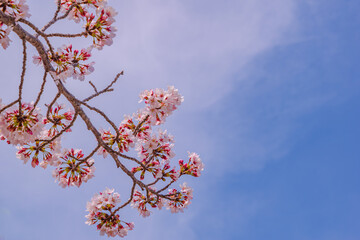 青空と桜