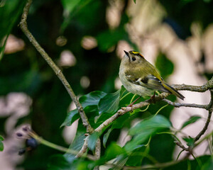 Goldcrest perched in Humford Woods, Northumberland Spring 2025. 