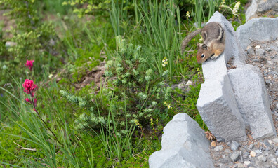 Gopher outdoor. Wild animal in nature. Squirrel on the ground. Rodent animal chipmunk. Rodent animal family. Wildlife nature. Ground squirrel. Chipmunk wild squirrel. Chipmunk rodent. Cute gopher