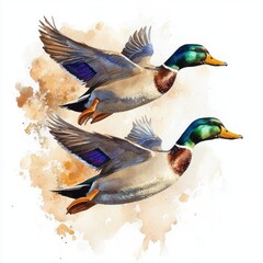 Obraz premium Mallard Duck Watercolor Painting Soft Brush Strokes Illustration Art Print Wildlife Nature Decor