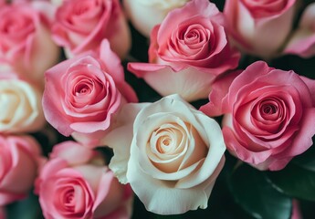 Fototapeta premium Beautiful Arrangement of Pink and White Roses Displaying Freshness and Romance for Floral Decoration or Gift Ideas