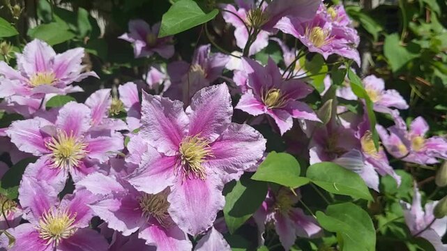 Pink clematis flowers are in bloom in the park.The name of this clematis is Piilu. Scientific name is Clematis.