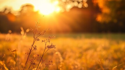 Obraz premium A wooden cross stands in a meadow, bathed in golden autumn sunrise light. Peace and solitude in nature's embrace. 