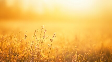 Fototapeta premium A wooden cross stands in a meadow, bathed in golden autumn sunrise light. Peace and solitude in nature's embrace. 