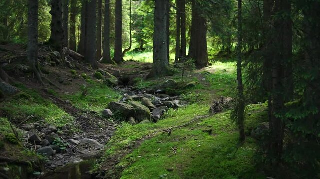 Wild green forest with pines, creek and stones in summer dolly shot
