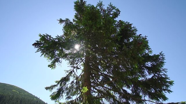 Single tall green pine covers the sun with a clear blue sky and a sunlight coming throug branches with some flares
