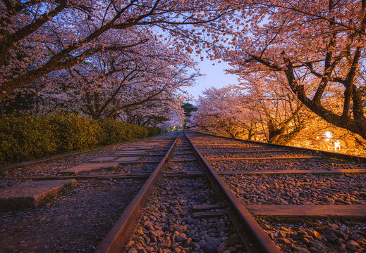 Keage Incline - The Old Railroad Track lined with Sakura