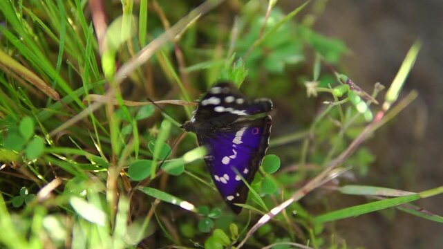 Magnificent rare butterfly Purple Emperor close-up sitting on the grass 
