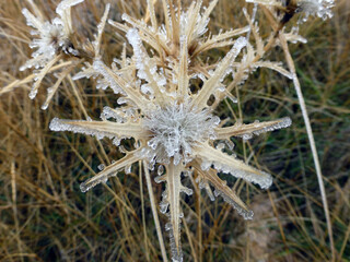 Floraci&oacute;n de primavera congelada escarcha matinal