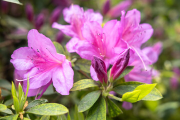 bright pink azalea flowers and buds with green leaves, featuring a lightly speckled pattern near the center, against a softly blurred background