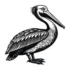 Fototapeta premium pelican on white background