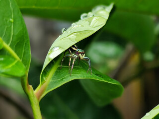 Rainieria antennae are a species of stiff-legged fly in the family Micropezidae, resting on fresh green leaves.	
