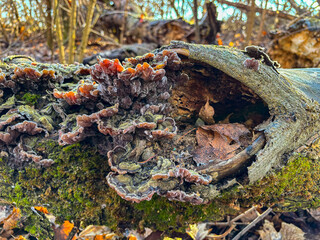The mushrooms have wavy, concentrically colored caps with shades of brown, gray and green. They tightly cling to the surface of the bark, creating a dense, carpet-like pattern. autumn frost on leaves