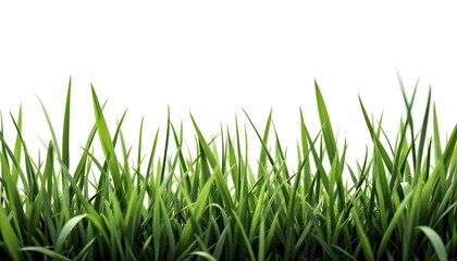 Obraz premium Vibrant Green Grass Blades: A Lush, Natural Image