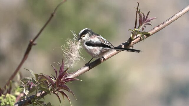 codibugnolo Aegithalos caudatus 
long-tailed tit