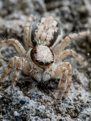 close up of a Menemerus bivittatus or gray wall jumper