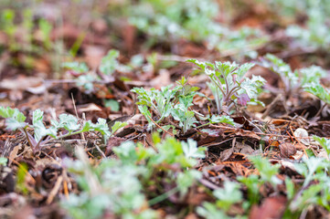 発芽したよもぎ