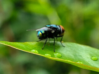 Flies with red eyes and thin wings perched on fresh green leaves after rain, with natural blur background. This type is often seen flying in kitchens, cages, trash cans, etc.