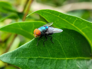 Flies with red eyes and thin wings perched on fresh green leaves after rain, with natural blur background. This type is often seen flying in kitchens, cages, trash cans, etc.
