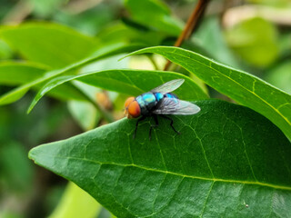 Flies with red eyes and thin wings perched on fresh green leaves after rain, with natural blur background. This type is often seen flying in kitchens, cages, trash cans, etc.