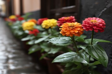 Obraz premium Brightly colored flowers line a cobblestone alley in a charming old town after a refreshing rain