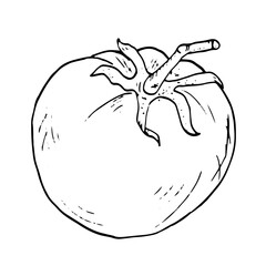 A tomato in the form of a sketch. Black and white vector illustration. Ripe tomato, on a white background. Fresh whole tomato vegetables, healthy food, drawn in ink in a simple style.