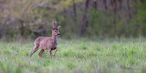 Roe deer buck on the lookout in a clearing at the end of the day. Capreolus capreolus, Sologne, Loiret 45, région Centre Val de Loire, France, European Union, Europe