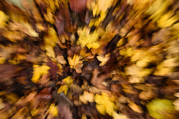 Intentional camera movement over yellow and brown leaves