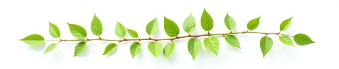 Fototapeta premium Delicate branch with soft green leaves isolated on white background, texture, stem, branches