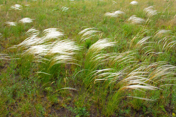 Feather grass at sunset in the field