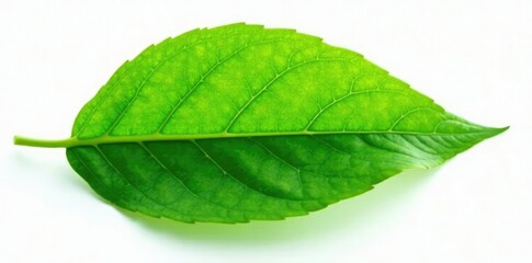 Fresh green leaf isolated on white background, isolated, leaf