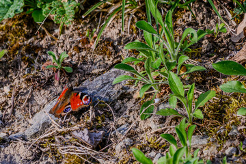 Ein Tagpfauenauge ruht sich auf dem Boden aus