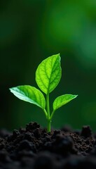 Naklejka premium Green leafy part of plant growing out of soil, botanical, foliage