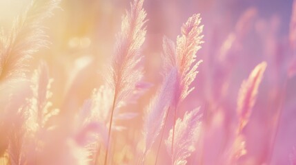 Naklejka premium Delicate pampas grass in pastel tones, boho aesthetic with organic shapes - natural elegance and serene minimalism 
