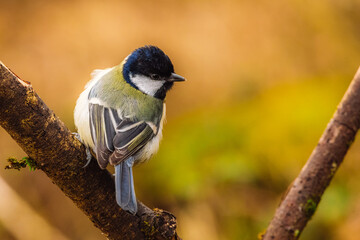 Great tit on a branch. Taken with a Canon R5 camera
