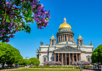 Fototapeta premium St. Petersburg, Russia - June 20, 2024: Blooming lilac on the background of St. Isaac's Cathedral in summer