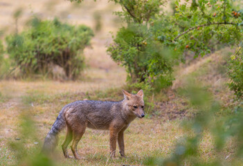 Fox in Patagonia
