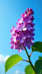 Lilac flower in full bloom against a bright blue sky, botanical photography, blooming plant, purple color