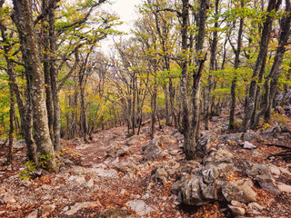 Rocky hiking trail through a morning beech forest.