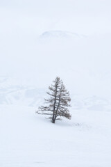 Obraz premium A naked larch trees with a snowy mist.