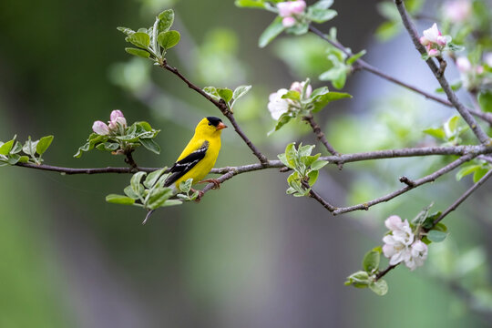 Yellow finch in apple blossoms